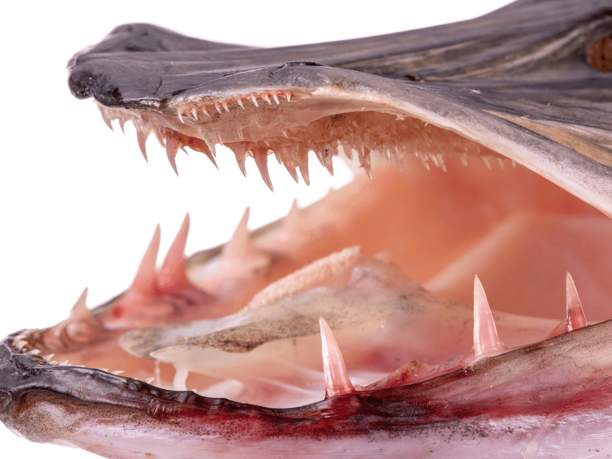 Northern Pike Teeth Facts & Handling Tips Irvine Lake