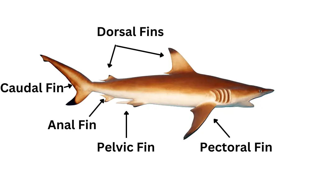 shark 5 different fins