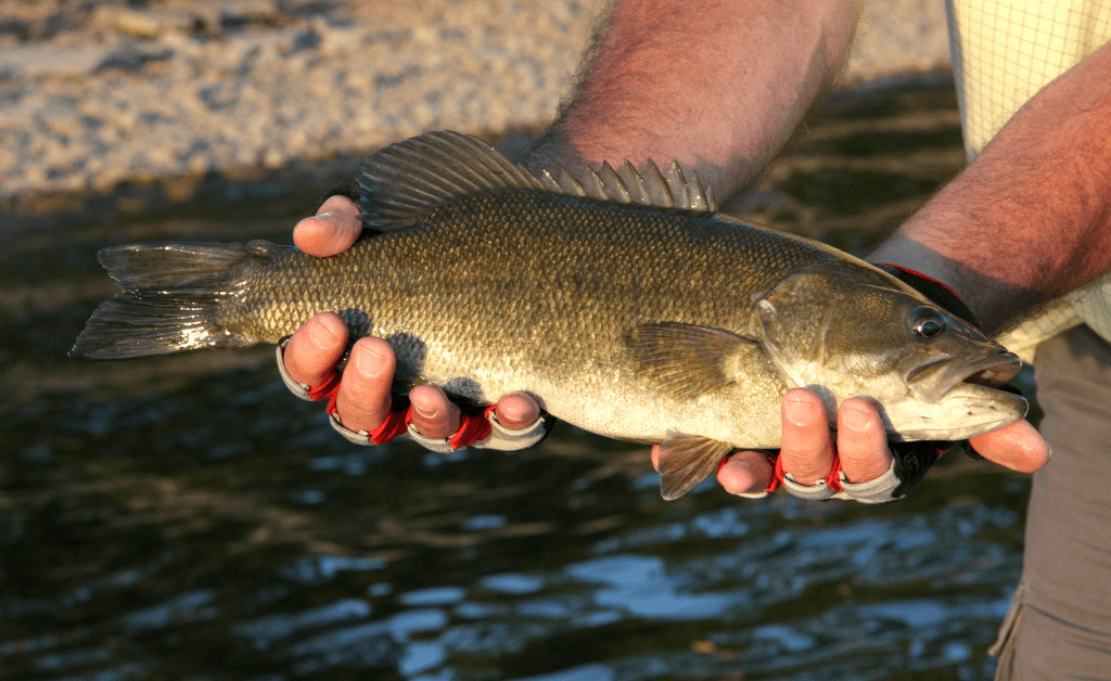 smallmouth bass being held by angler