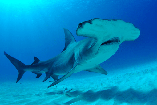 hammerhead shark swimming