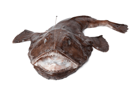 monkfish on a white background