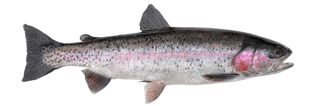 steelhead trout fish with white background