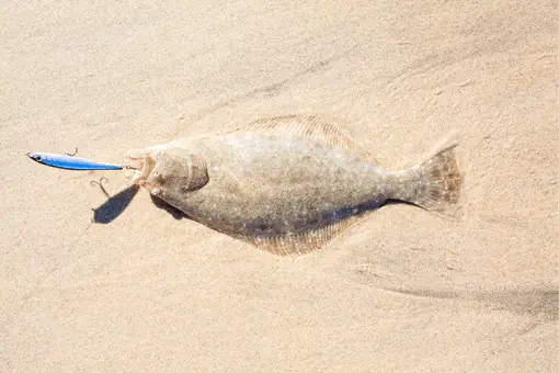 halibut fish on the sand with lure in its mouth