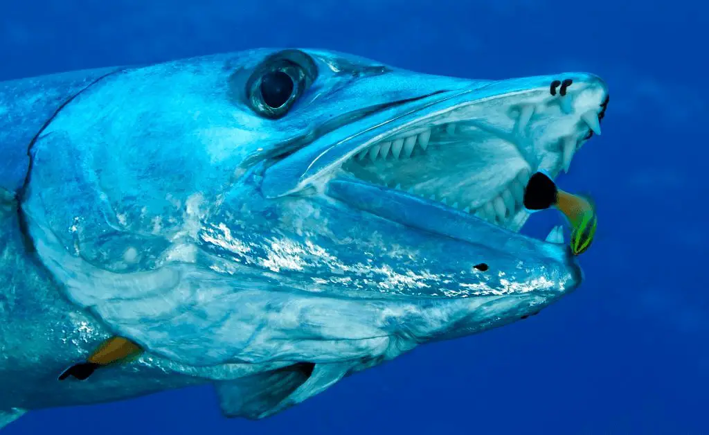 barracuda fish with mouth open showing teeth