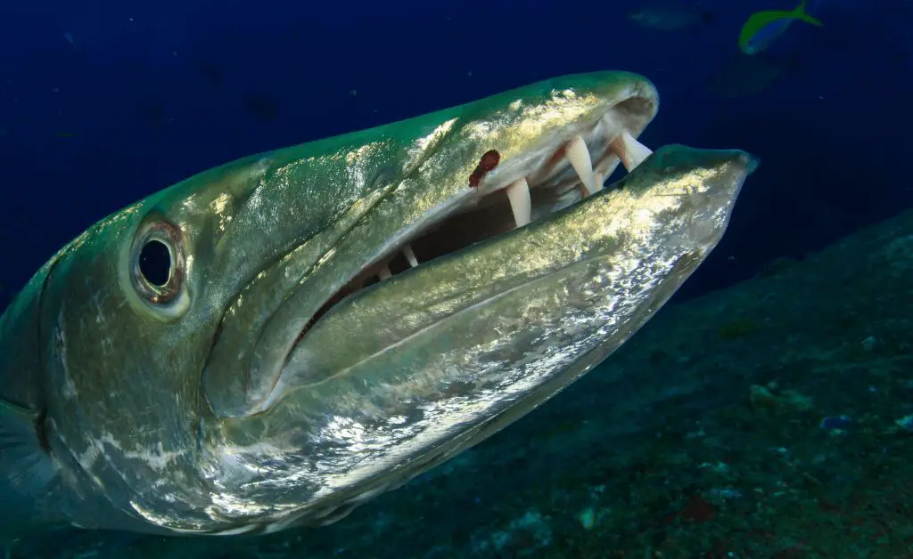 large barracuda fish