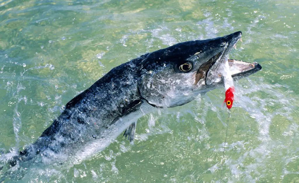 barracuda fish jumping out of water with lure in mouth