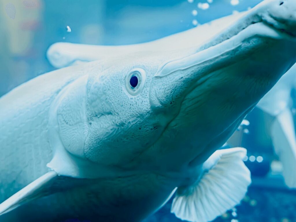 close up of garfish