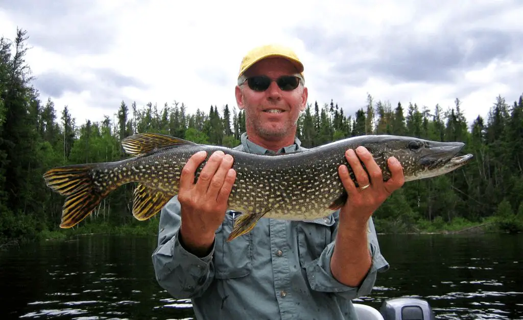 fisherman holding a northern pike