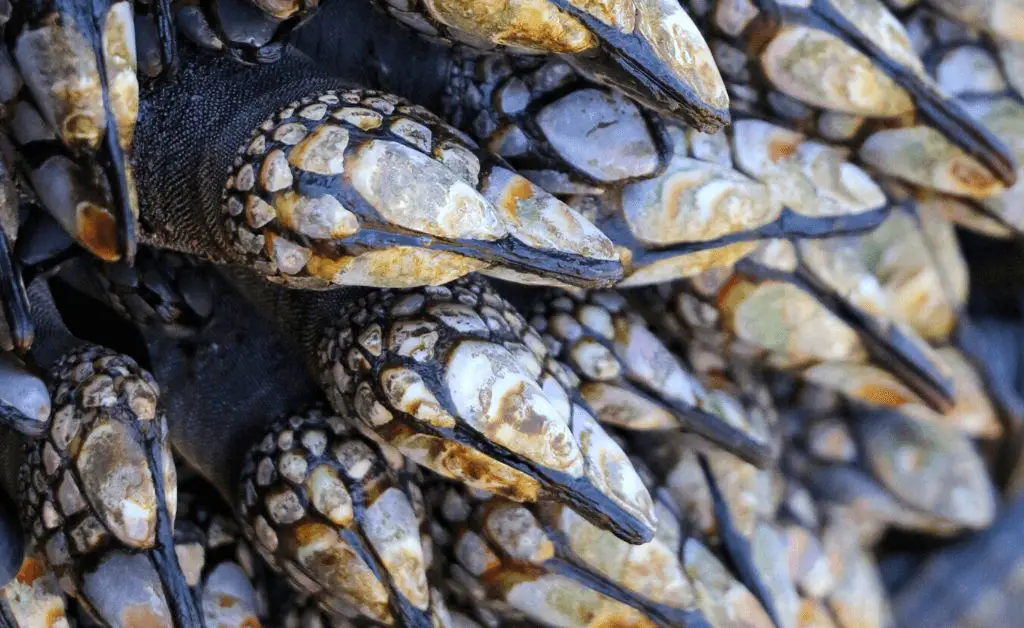 gooseneck barnacles attached to a pier