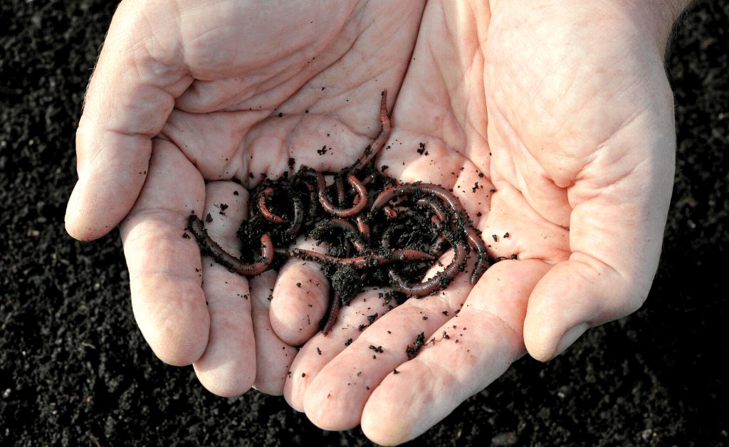 worms in hands