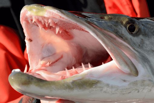 close up of muskie fish teeth