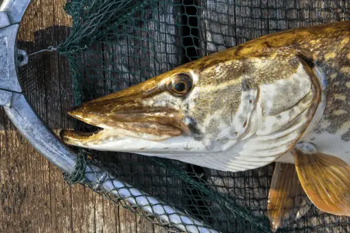 pike fish in a fishing net