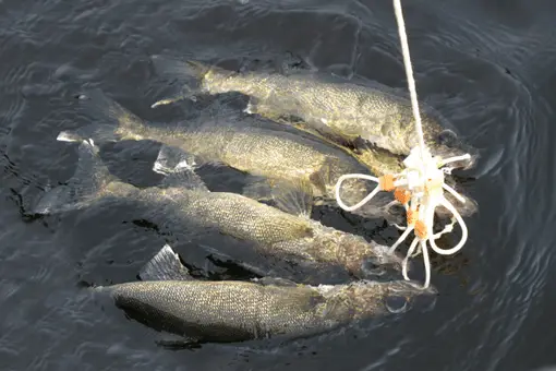 walleye fish in water on a stringer
