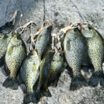 walleye-how-to-use-a-fish-stringer-1