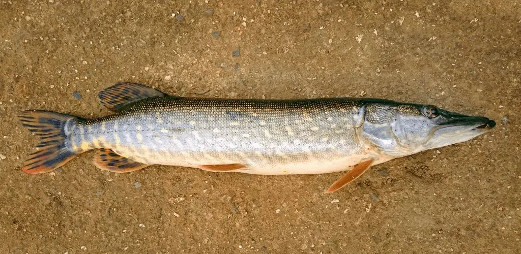 northern pike fish lying on gravel