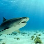 Great white shark swimming in ocean