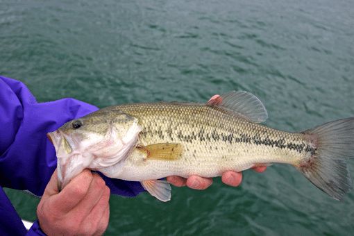 bass fish being held by fisherman