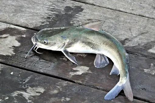 fresh caught catfish on a pier