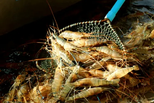 live shrimp caught in a net