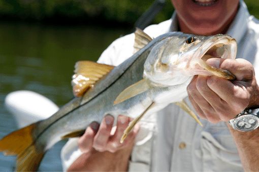 a happy fisherman holding a snook fish