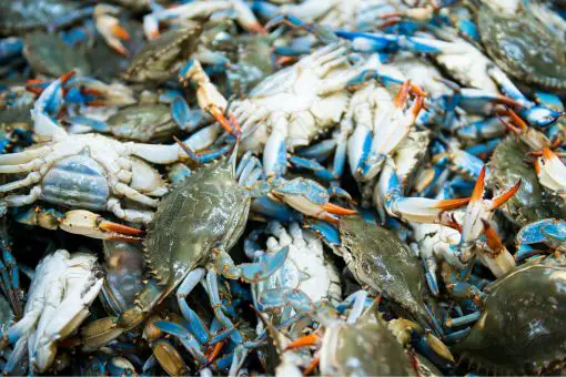 dozens of freshly caught blue crabs