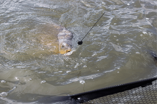 large carp being reeled in by fishermen