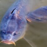 two carp fish at the surface of a lake