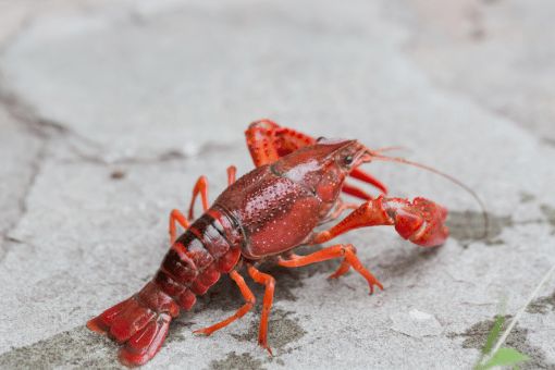 crayfish on a rock