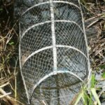 What Is The Best Thing To Put In a Fish Trap?