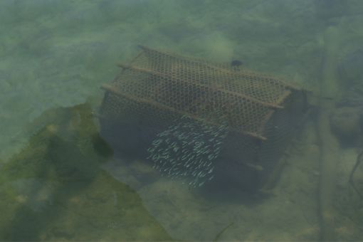 fish trap underwater near school of bait fish