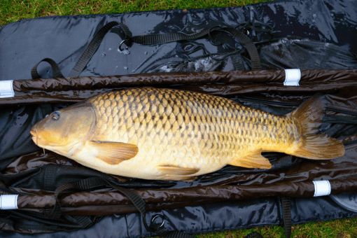 fresh caught large carp fish on the side of a lake