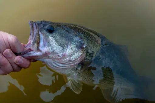 big largemouth bass being held by lower lip