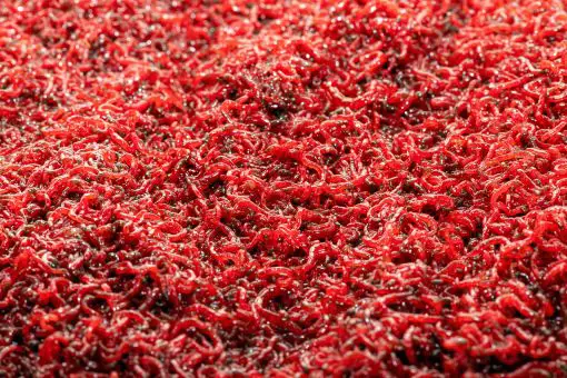 hundreds of red blood worms