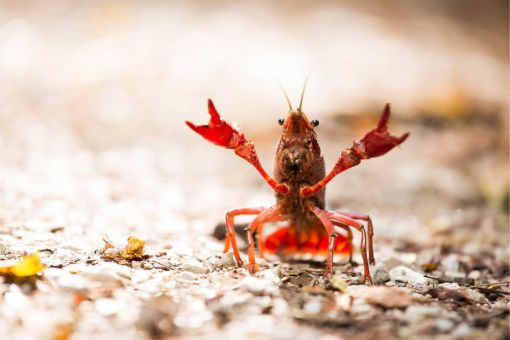 red crayfish walking on stony ground