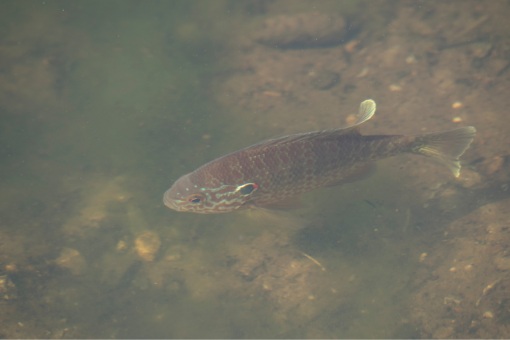 small freshwater sunfish swimming in shallow water