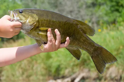 big smallmouth bass being held before release