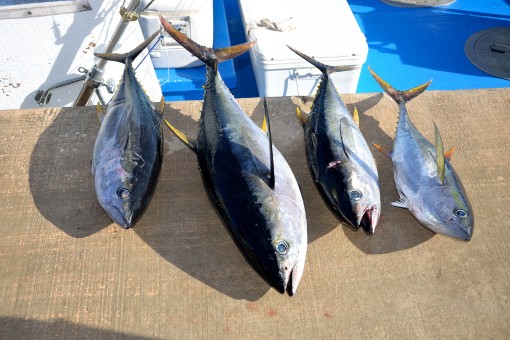 four yellow fin tuna fish lying on a dock