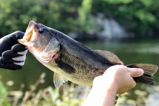 bass fish being held by the lip at side of river