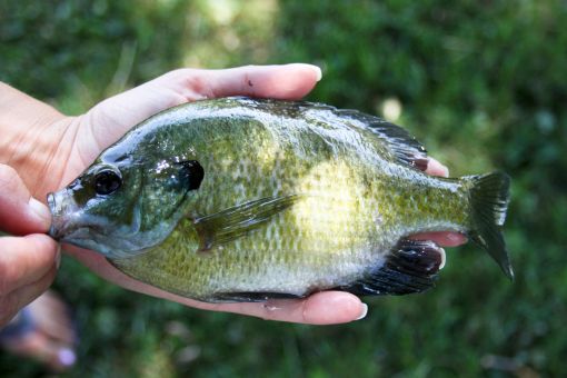 small bluegill in anglers hands