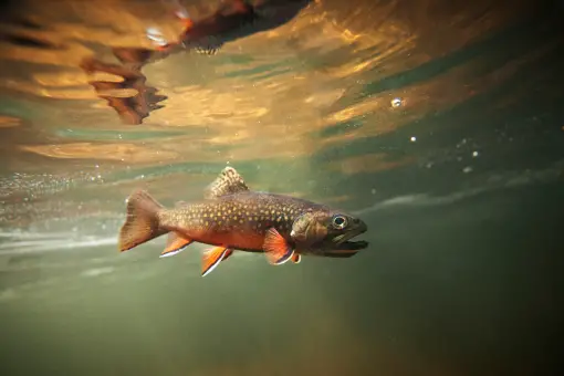 brook trout swimming just under the surface of river