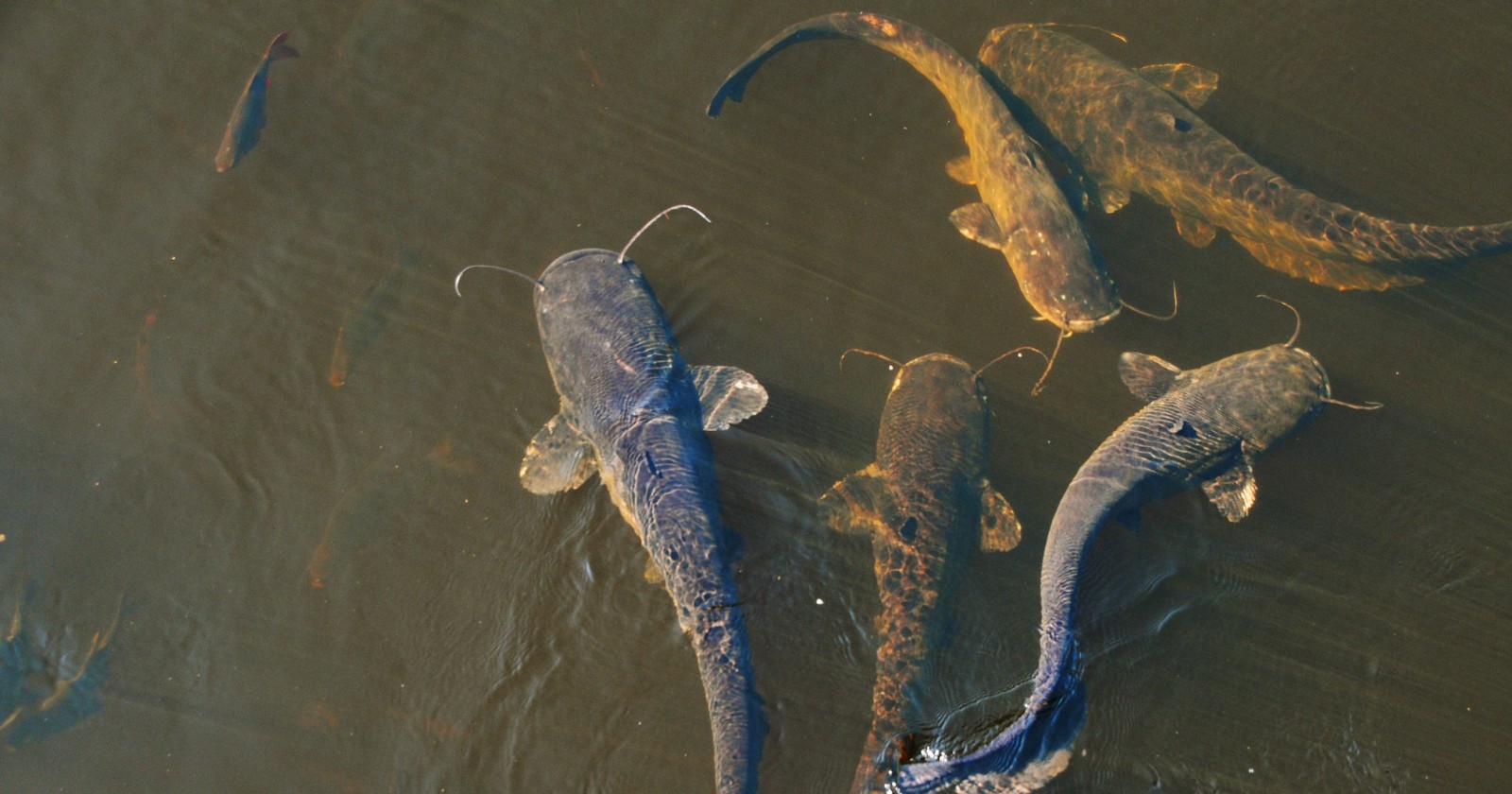 Do Catfish Like Deep Or Shallow Water? Irvine Lake