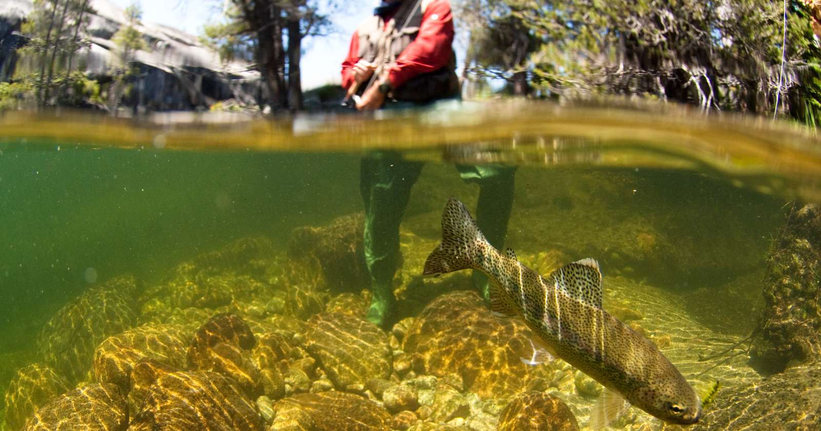 what-fishing-line-can-fish-see-irvine-lake