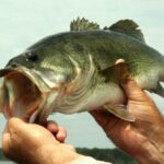 How To Catch Big Bass In Ponds