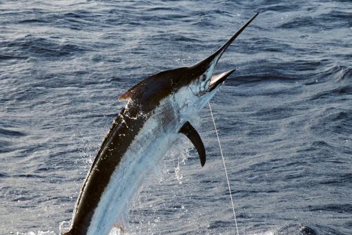 marlin fish jumping out of water on a fishing hook