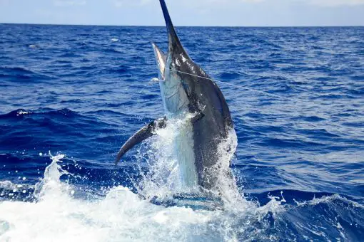 large marlin on a fishing line jumping out of water