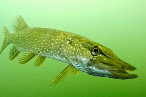 northern pike swimming in green stained water