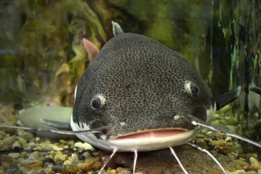 red tailed catfish in aquarium 