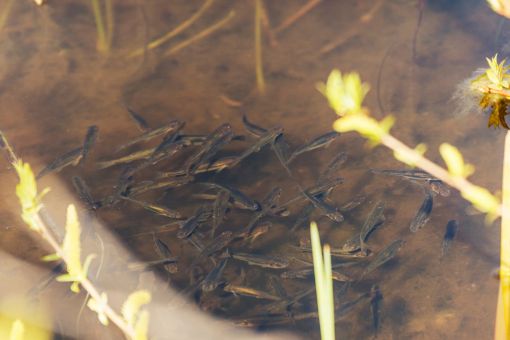 school of minnow fish in shallow water