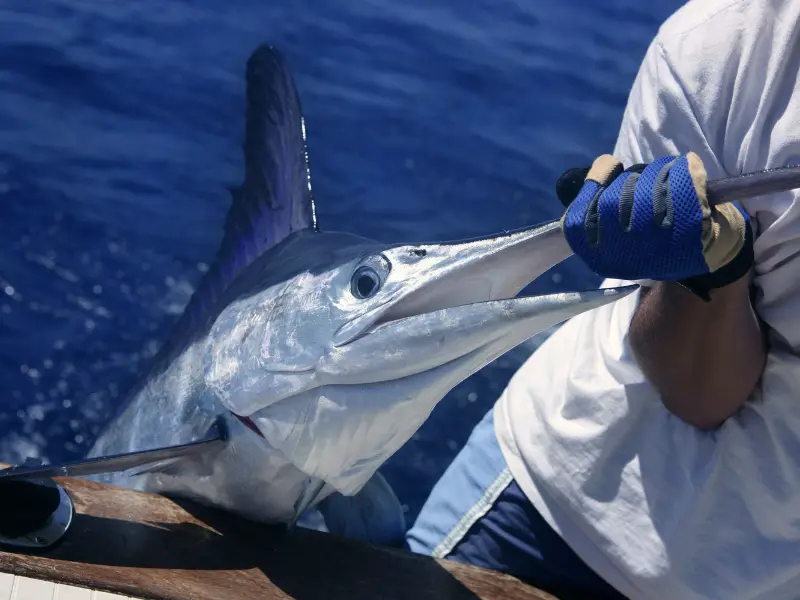 billfish white marlin being held on site of boat