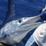 billfish white marlin being pulled onto boat
